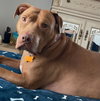 Tracey - Photo 2