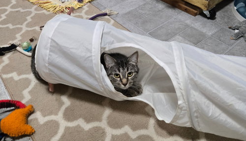 CUDDLES - Domestic Short Hair available for adoption
