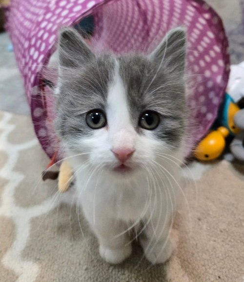 Dandy - Pending Adoption