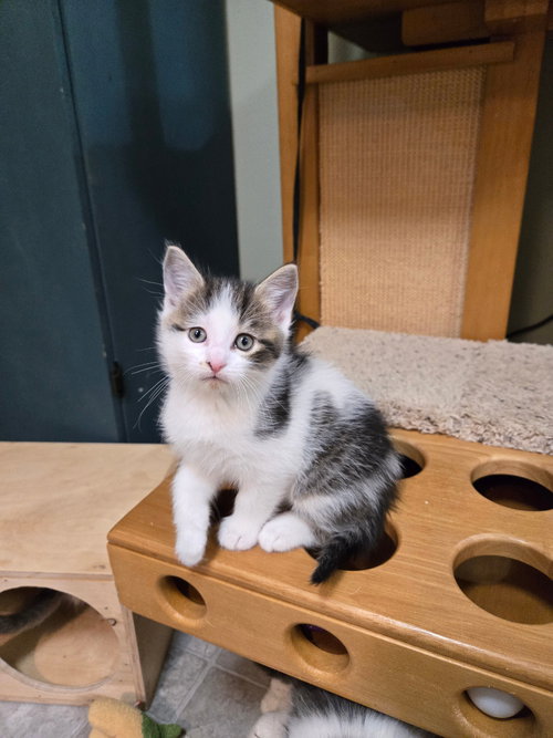 Jolly-Pending Adoption