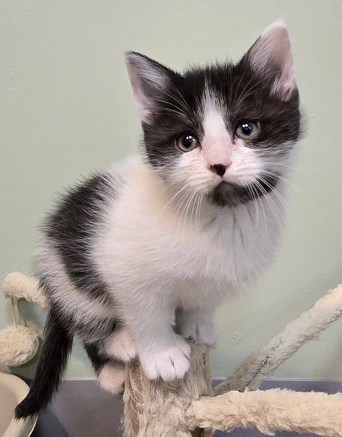 Mercy-No longer accepting apps, an adoptable Domestic Short Hair in St. Paul, MN