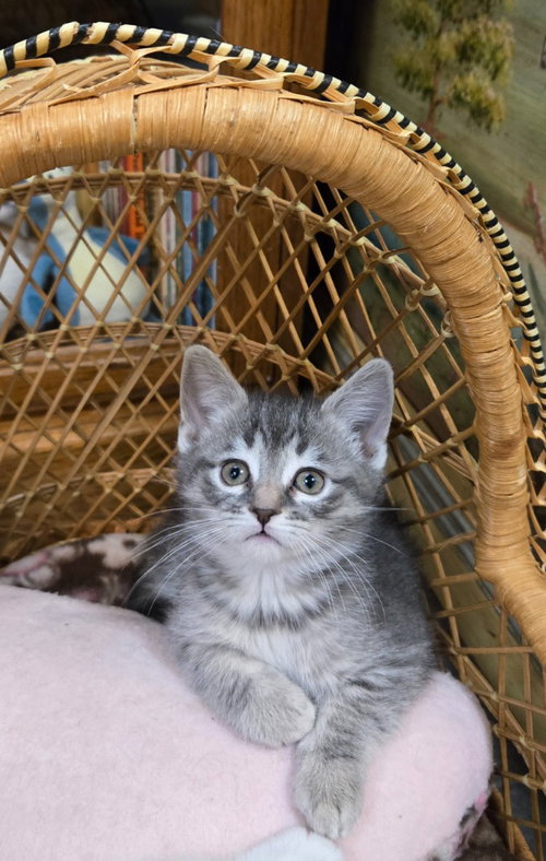 Minnie-Pending Adoption, an adoptable Domestic Short Hair in St. Paul, MN
