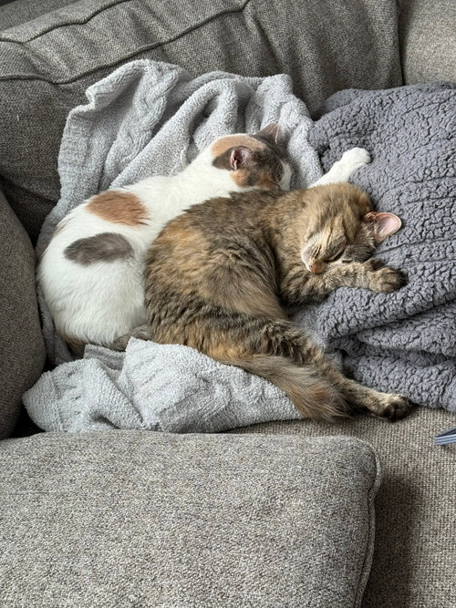 ETHEL / BEVERLY - Domestic Short Hair available for adoption