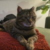 Biggie (FIV+) - Photo 1