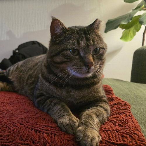 Biggie (FIV+), an adoptable Domestic Short Hair in St. Paul, MN