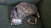 Biggie (FIV+) - Photo 2