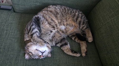 BIGGIE (FIV+) - Domestic Short Hair available for adoption