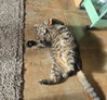 Biggie (FIV+) - Photo 4