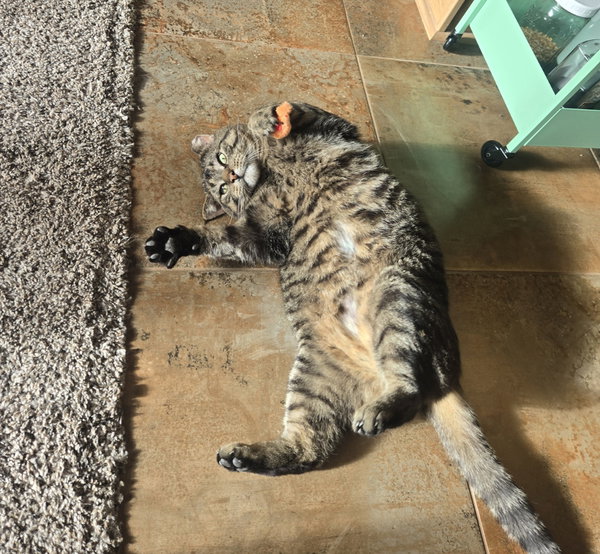 Biggie (FIV+)