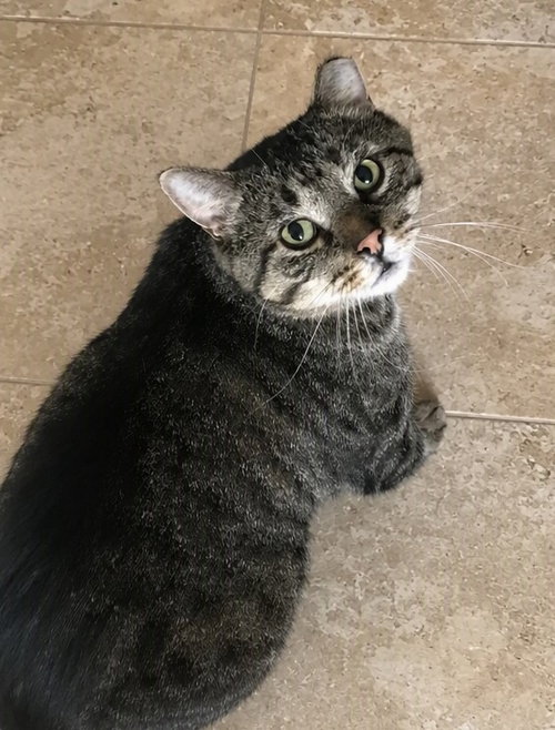Photo 2 of Berry (FIV+) (FKA Biggie)