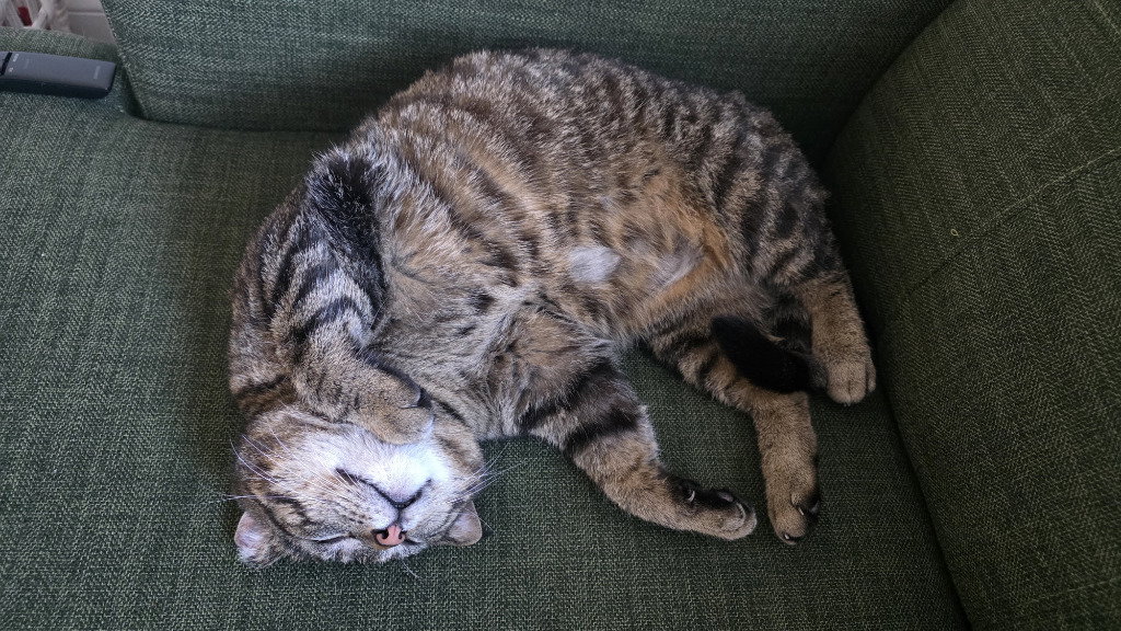 Berry fka Biggie (FIV+), photo 3