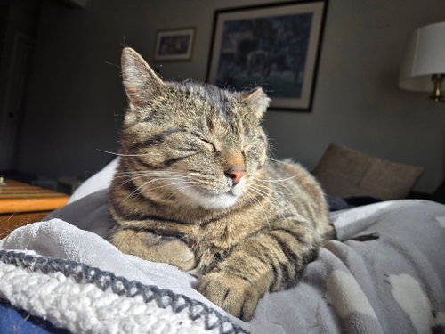 Photo 4 of Berry (FIV+) (FKA Biggie)