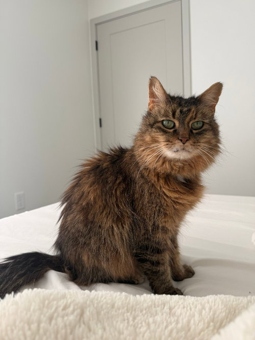 Misty, an adoptable Domestic Long Hair in St. Paul, MN