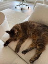 Misty - Photo 3