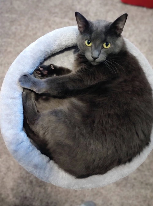 Fresa (FIV+)