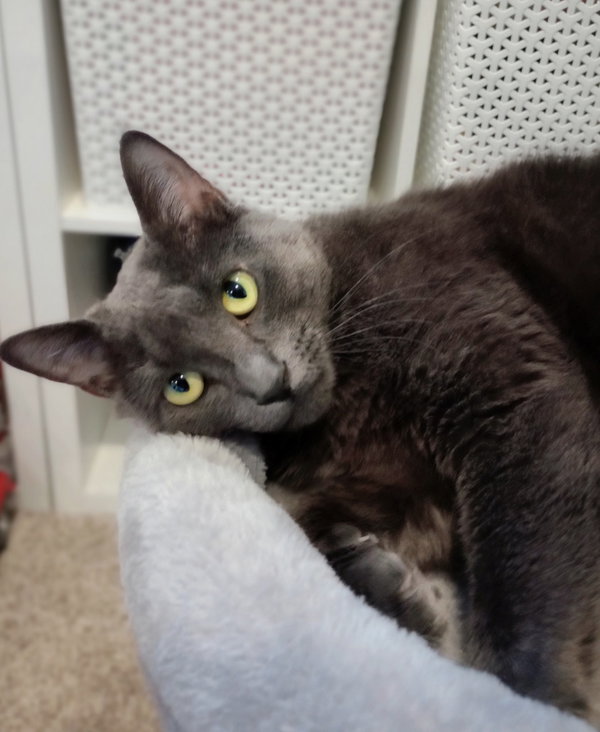 Fresa (FIV+)