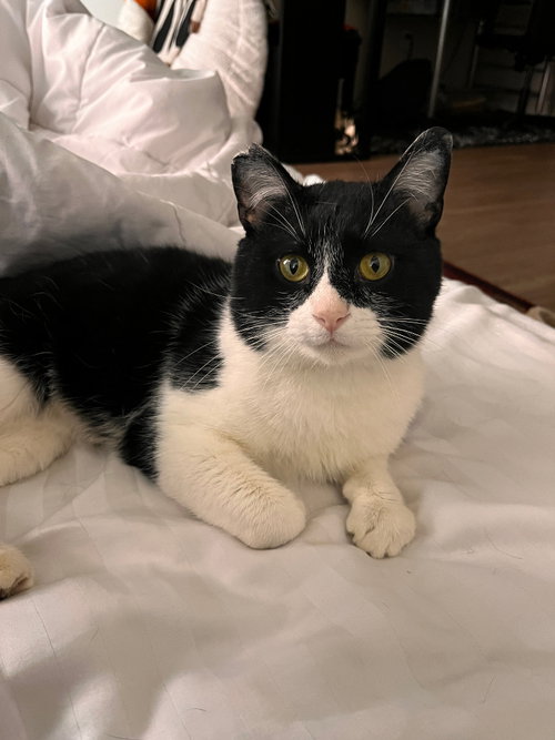 Stanley, an adoptable Domestic Short Hair in St. Paul, MN