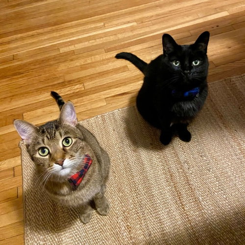 Tommy / Ghost, an adoptable Domestic Short Hair in St. Paul, MN