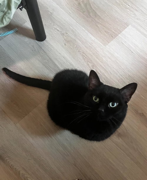 Bigfoot-Pending Adoption