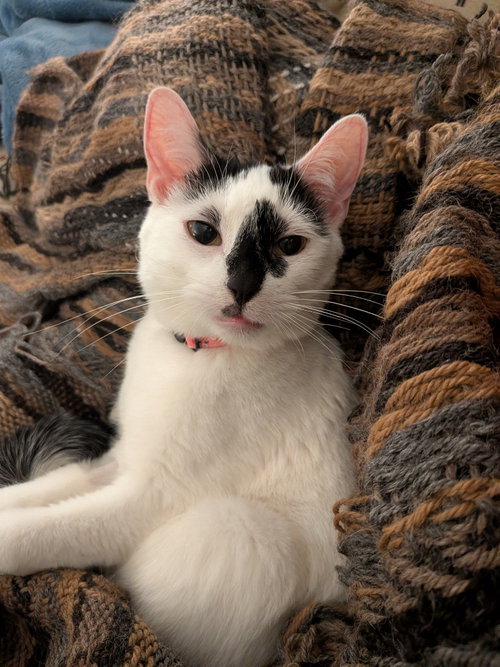 Avenue, an adoptable Domestic Short Hair in St. Paul, MN