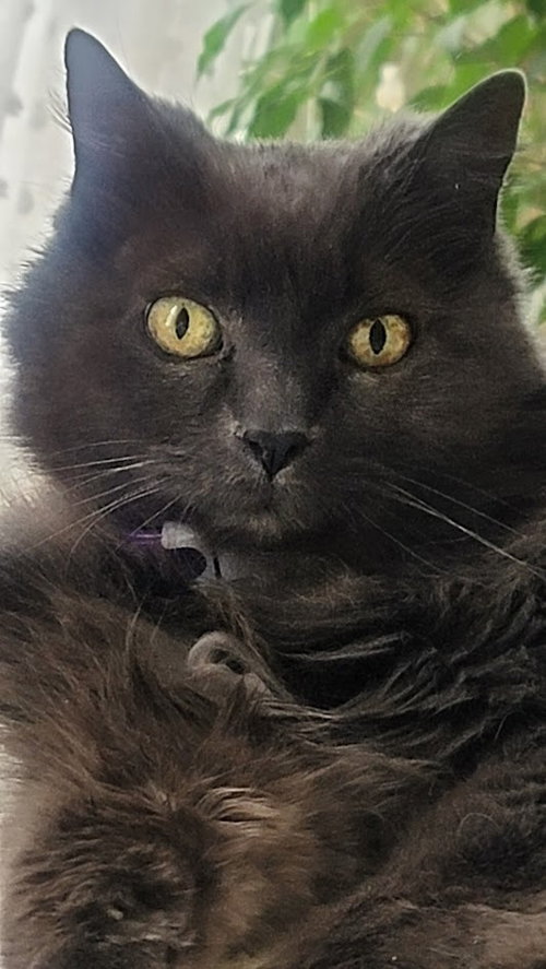 Blue, an adoptable Domestic Long Hair in St. Paul, MN