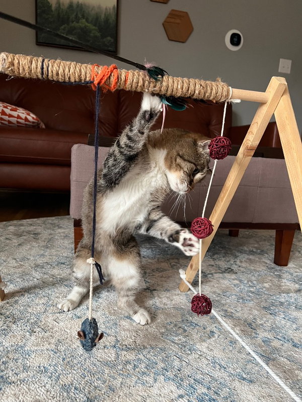Mingus