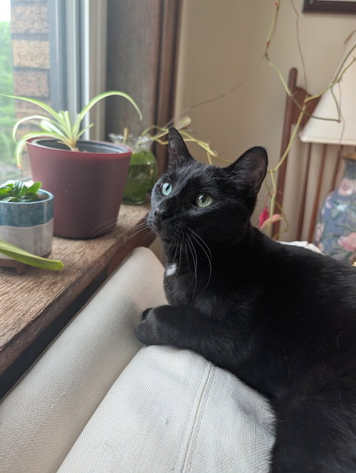 Pip
