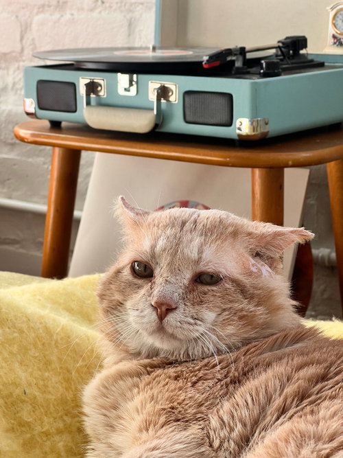 Meatloaf (FIV+)