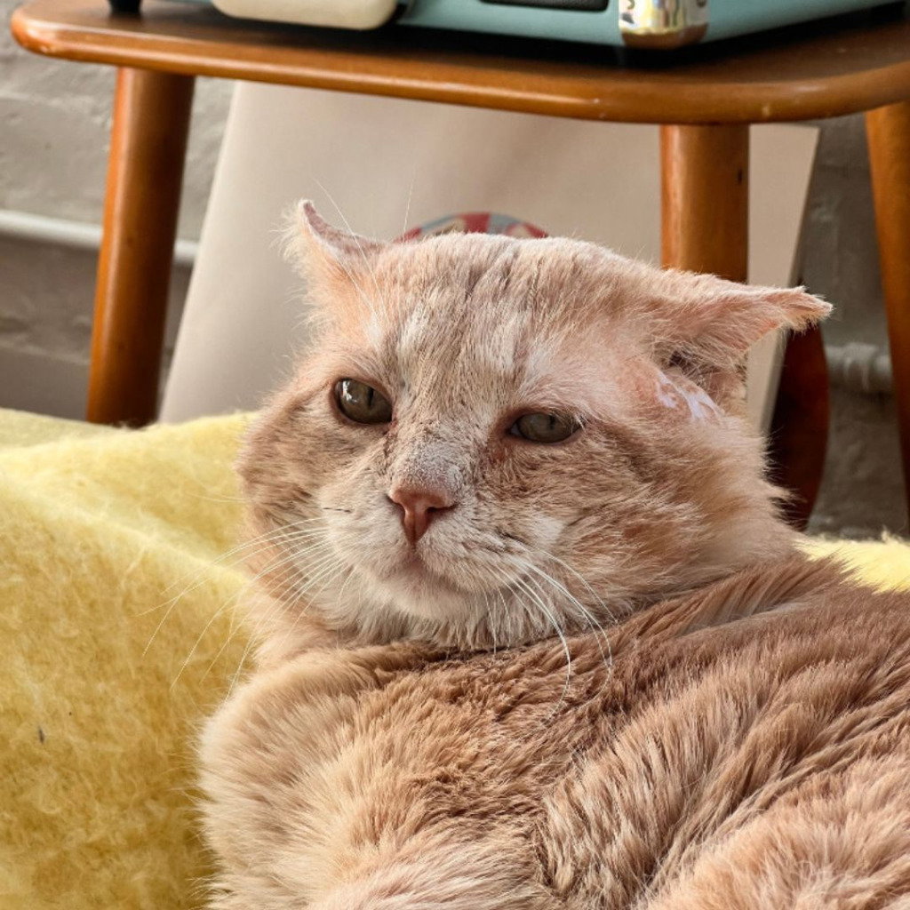 Meatloaf (FIV+) - Pending Adoption