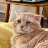 Meatloaf (FIV+) - Pending Adoption - Photo 1