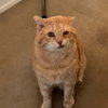 Meatloaf (FIV+) - Pending Adoption - Photo 2