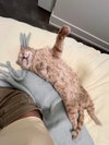 Meatloaf (FIV+) - Pending Adoption - Photo 3