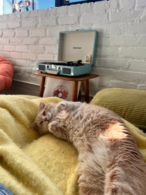 Meatloaf (FIV+) - Pending Adoption