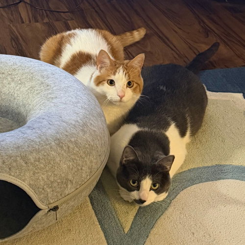 Atticus / Thatcher, an adoptable Domestic Short Hair in St. Paul, MN