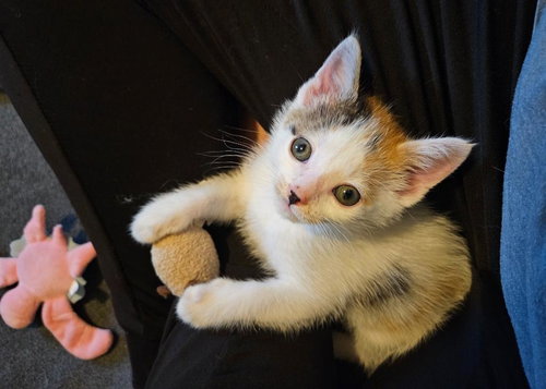Uma, an adoptable Domestic Short Hair in St. Paul, MN