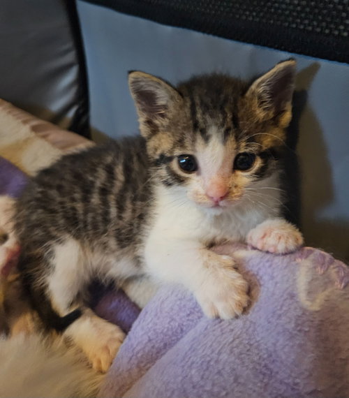 Vinnie-Pending Adoption / Uma-Pending Adoption, an adoptable Domestic Short Hair in St. Paul, MN