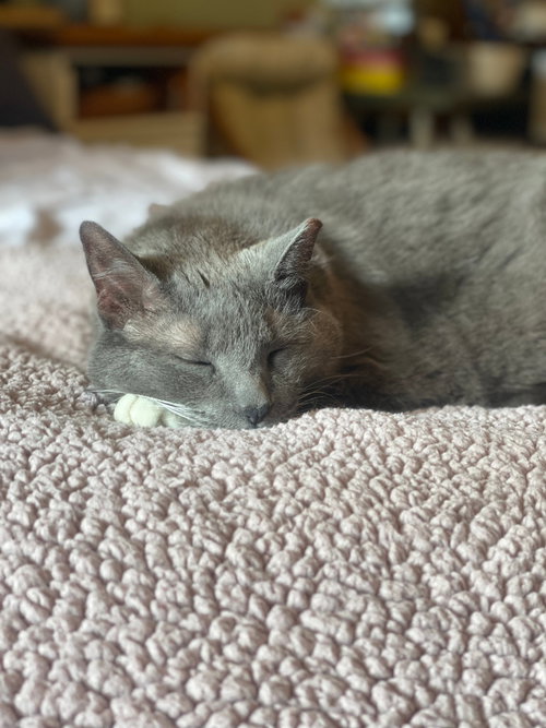 WHISPER - Domestic Short Hair available for adoption