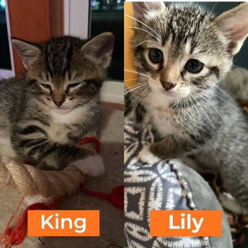Lily / King, an adoptable Domestic Short Hair in St. Paul, MN