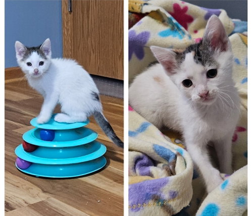Tessa-Pending Adoption / Samuel-Pending Adoption