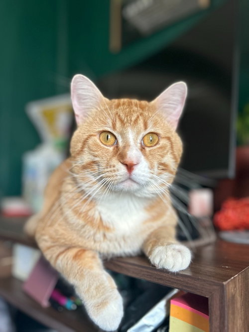 Simba
