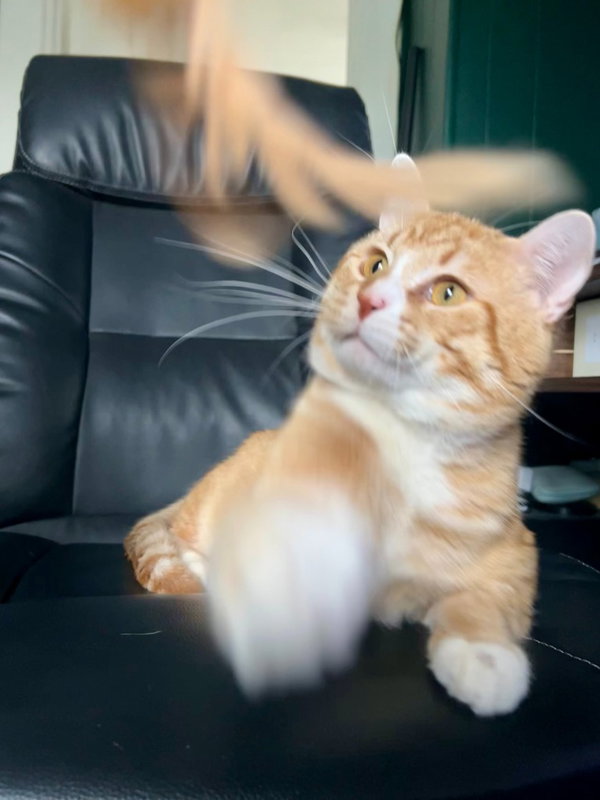 Simba-Pending Adoption