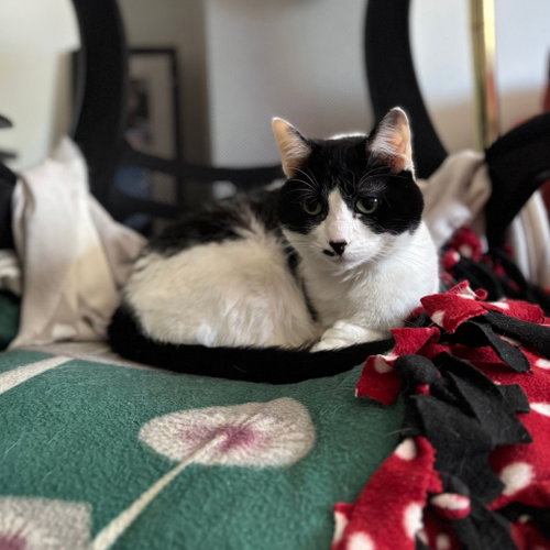 Keisha, an adoptable Domestic Short Hair in St. Paul, MN