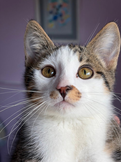 Tom - Pending Adoption, an adoptable Domestic Short Hair in St. Paul, MN