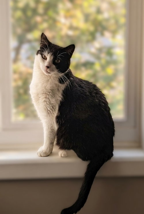 Luna, a cat for adoption from Pet Haven Inc. of MN