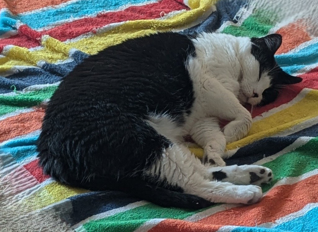 Luna - Pending Adoption, photo 2