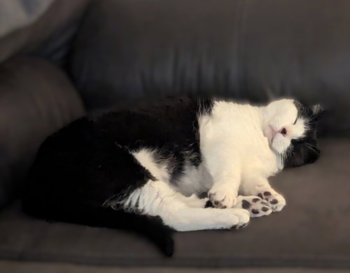 Photo 3 of Luna