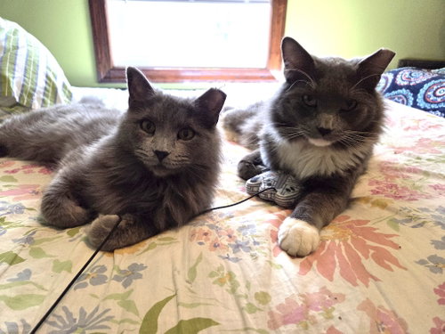 Hazel / Cinder
