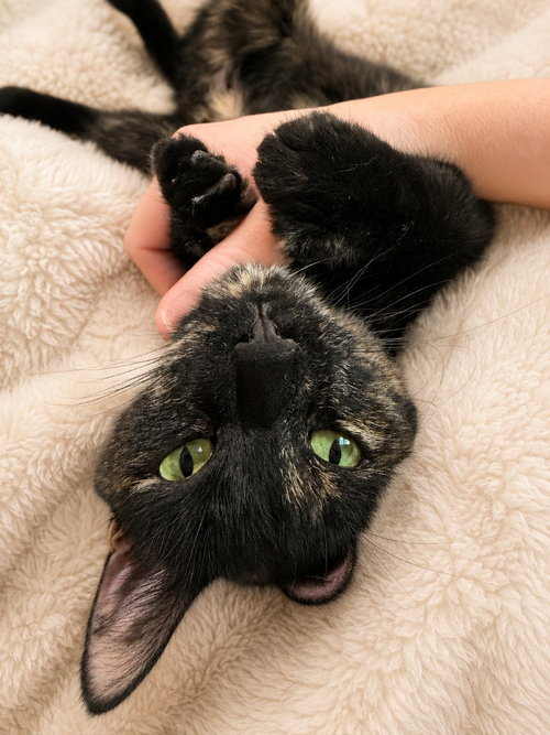 Charcuterie- No longer accepting applications, an adoptable Domestic Short Hair in St. Paul, MN