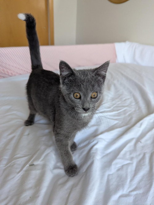 Foxtrot (FIV+)