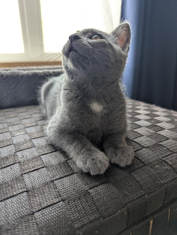 Foxtrot (FIV+)